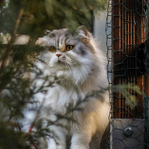 British Longhair Cat