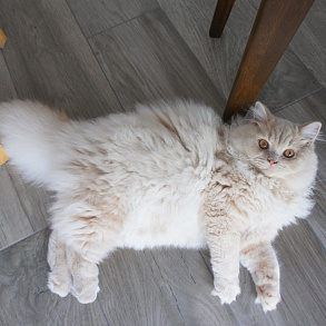 British Longhair Cat