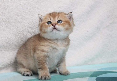 British Shorthair Cat