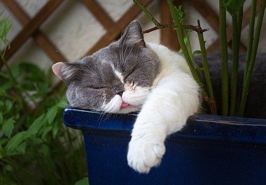 British Shorthair Cat