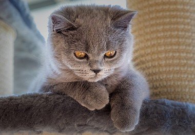 British Shorthair cat