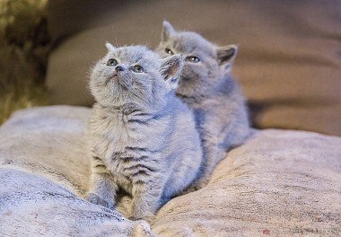 British Shorthair Cat