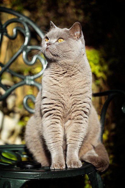 British Shorthair cat