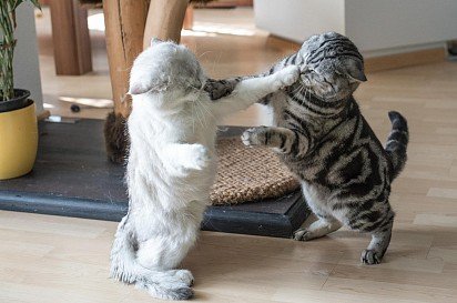 Catfight