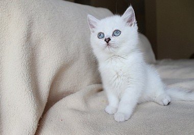 British Shorthair Cat