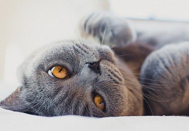 British Shorthair Cat