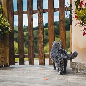 British Shorthair Cat