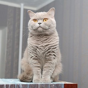 British Shorthair Cat