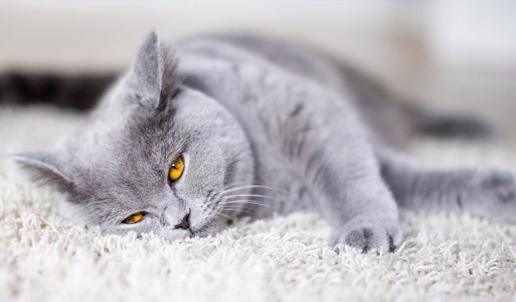 British Shorthair Cat