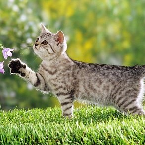 British Shorthair Cat