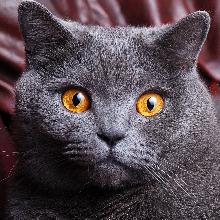 British shorthair cat