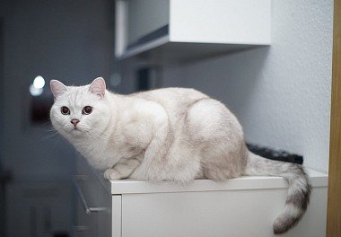 Silver Chinchilla colored Briton