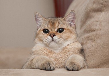 Golden Chinchilla colored Brittany