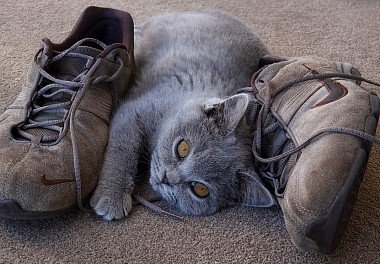 British Shorthair Cat