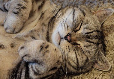 British Shorthair Cat