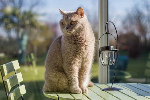 British Smoky colored cat