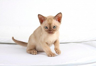 Burmese cat