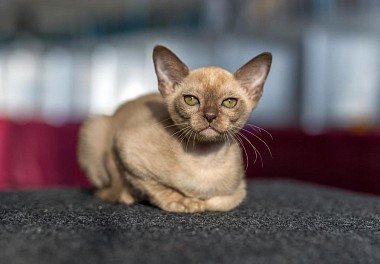 Burmese cat