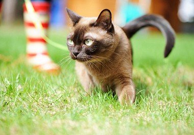 Burmese cat