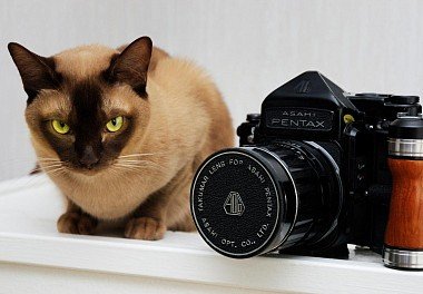 Burmese cat