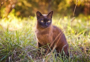 Burmese cat