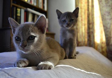 Burmese cat