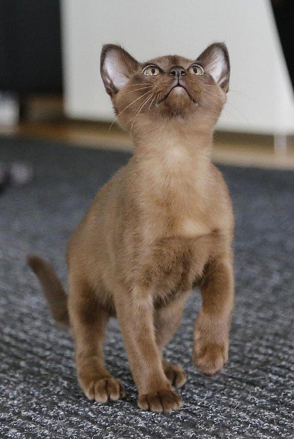 Burmese kitten