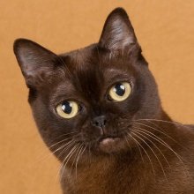 Burmese cat