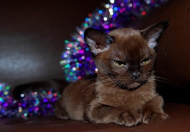 Burmese cat