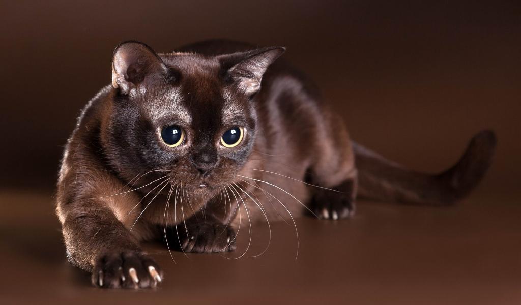 Burmese cat