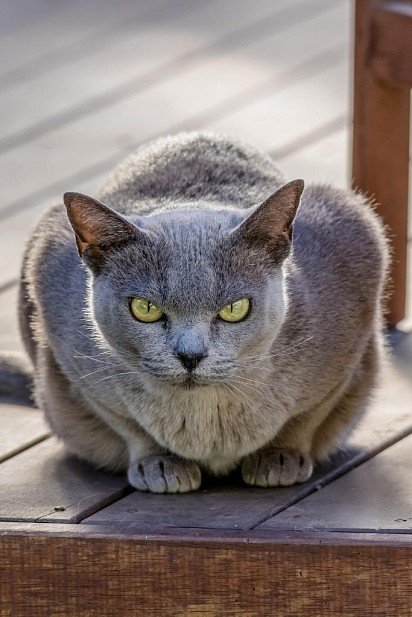 Burmese Cat