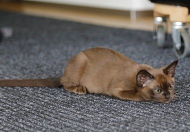 Burmese cat