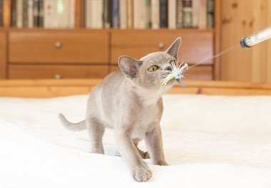 Burmese cat