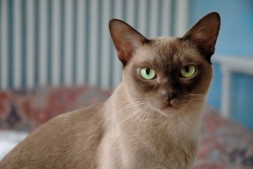 European Burmese cat