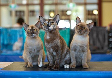 Burmese cat