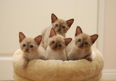 Burmese cat