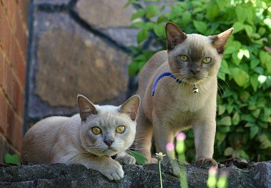 Burmese cat