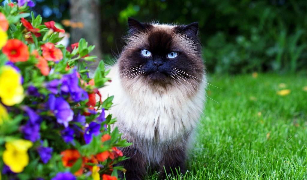 Himalayan Cat