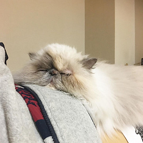 Himalayan Cat