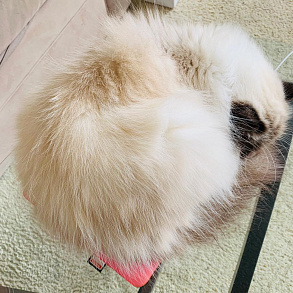 Himalayan Cat