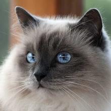 Himalayan cat