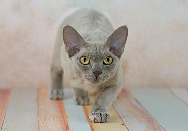 Devon Rex