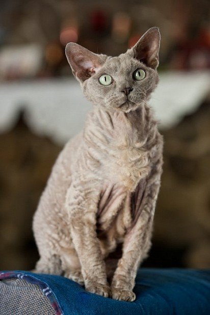 Devon Rex