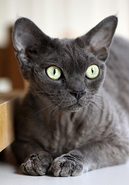 Adorable Devon Rex with green eyes