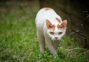 Devon Rex