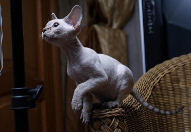 Devon Rex