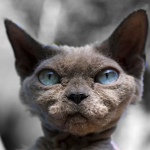 Devon Rex