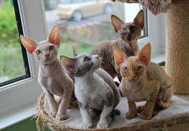 Devon Rex