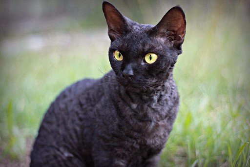 Black Devon Rex