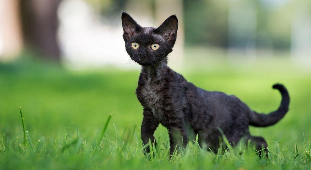 Curious Devon Rex